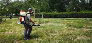 Se face dezinsecție în Tăuții-Măgherăuș; Ce zone sunt vizate
