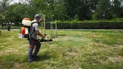 Se face dezinsecție în Tăuții-Măgherăuș; Ce zone sunt vizate