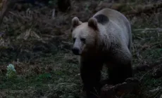 Urs semnalat din nou în Baia Mare, în cartierul Ferneziu