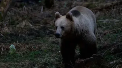 Urs semnalat din nou în Baia Mare, în cartierul Ferneziu