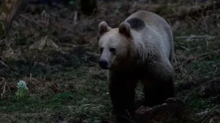 Urs semnalat pe o stradă din Cavnic