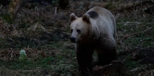 Urs semnalat din nou în Baia Mare, în cartierul Ferneziu