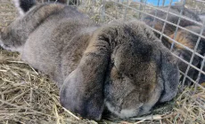 Expoziție păsări, iepuri, porumbei și alte animale mici la Sighetu Marmației