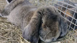 Expoziție păsări, iepuri, porumbei și alte animale mici la Sighetu Marmației