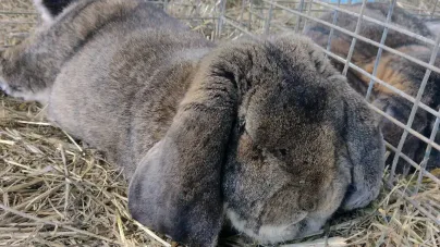 Expoziție păsări, iepuri, porumbei și alte animale mici la Sighetu Marmației