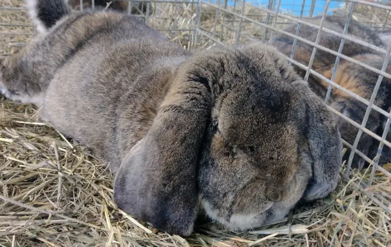 Expoziție păsări, iepuri, porumbei și alte animale mici la Sighetu Marmației