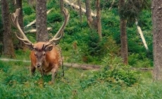 Un pădurar de 50 de ani a fost găsit fără viață în Maramureș, Ocolul Silvic Șomcuta Mare, după ce plecase în patrulare
