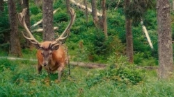 Un pădurar de 50 de ani a fost găsit fără viață în Maramureș, Ocolul Silvic Șomcuta Mare, după ce plecase în patrulare