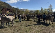 Bruna de Maramureș, la loc de cinste în Rozavlea