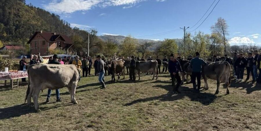 Bruna de Maramureș, la loc de cinste în Rozavlea