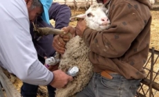 ANSVSA îi informează pe crescătorii de animale cum să recunoască reacțiile obișnuite după vaccinarea împotriva variolei
