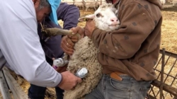 ANSVSA îi informează pe crescătorii de animale cum să recunoască reacțiile obișnuite după vaccinarea împotriva variolei