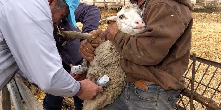 ANSVSA îi informează pe crescătorii de animale cum să recunoască reacțiile obișnuite după vaccinarea împotriva variolei